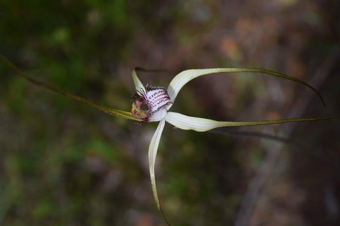 Caladenia - Orchid-spider-0015.JPG